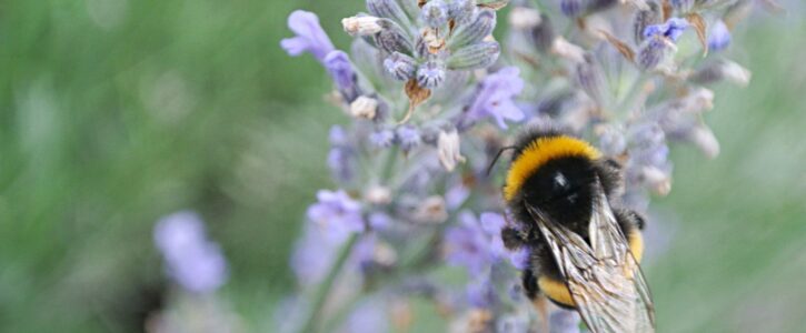 close up shot of a bumble bee on a pale purple lavender flower