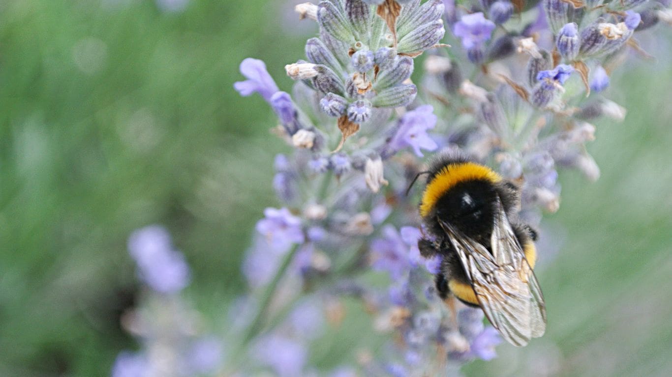 close up shot of a bumble bee on a pale purple lavender flower