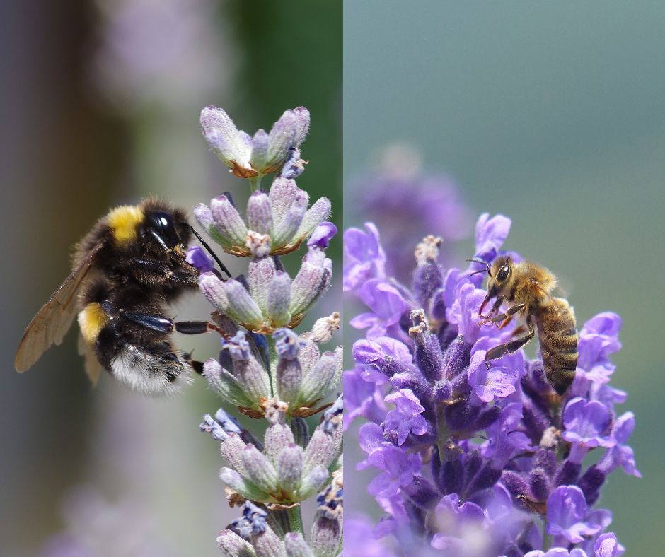 Left photo shows a bumble bee on a pale purple lavender flower, while the right hand photo shows a honey bee on a mid purple lavender flower