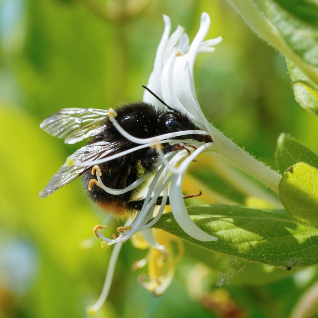 A bumble bee feeds from a white honeysuckle flower