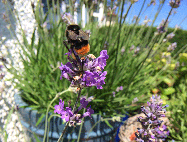 A red-tailed bumble bee flying towards a lavender bush in full flower