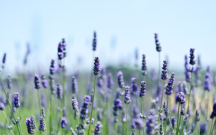 Spikes of lavender flowers in a sunny garden with a blue sky behind them