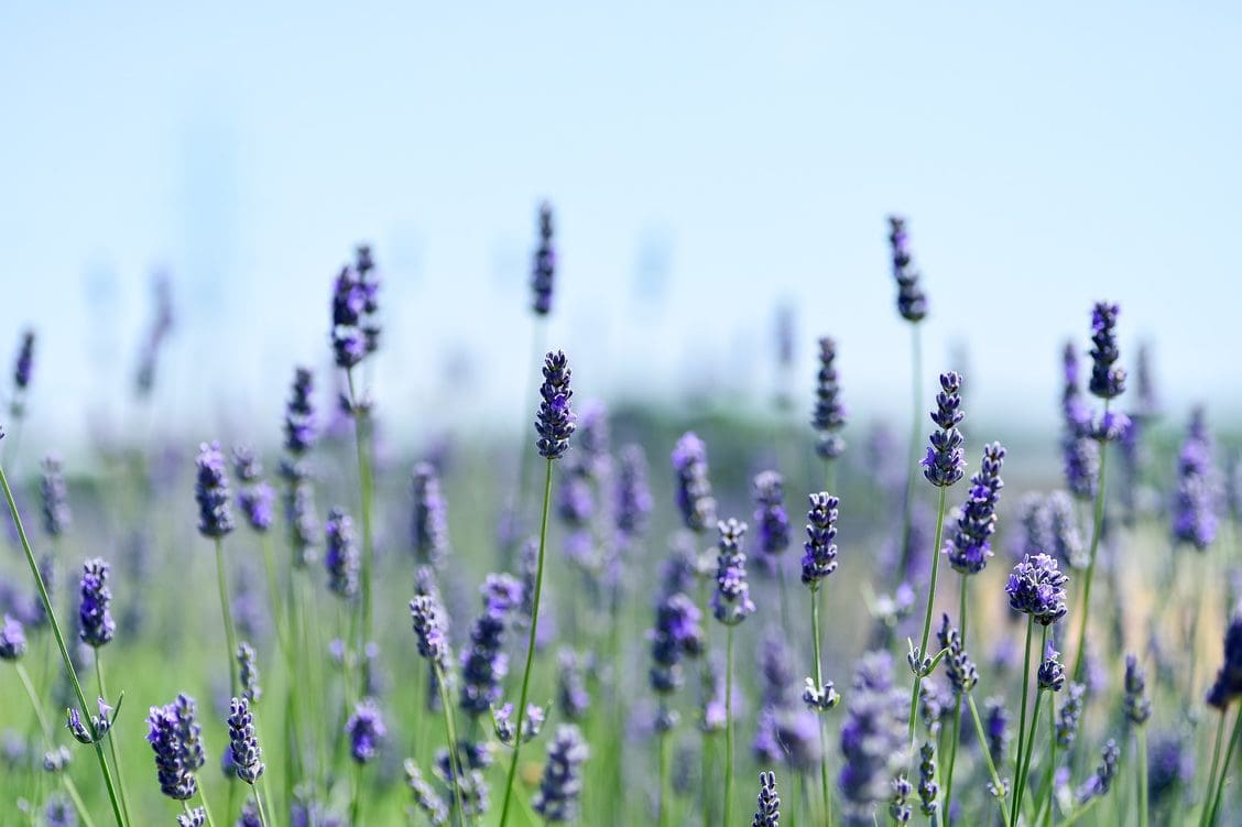 Spikes of lavender flowers in a sunny garden with a blue sky behind them